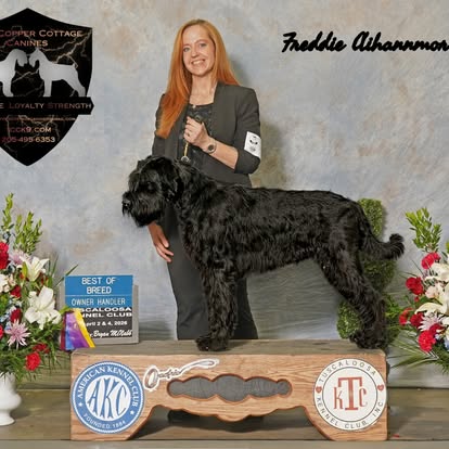 Nicole Carter with a Giant Schnauzer at a dog show